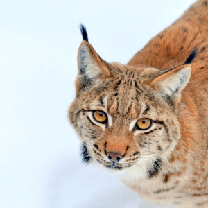 Bild-Nr: 11473657 Augen-Luchs-Blick Erstellt von: GUGIGEI