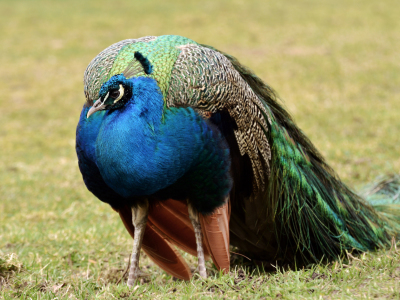 Bild-Nr: 11473905  Pfau Erstellt von: Ostfriese