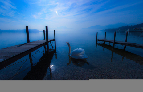 Bild-Nr: 11474048 Schwan am Chiemsee, Bayern im Chiemgau Erstellt von: ManfredHuberPhotography-Shop