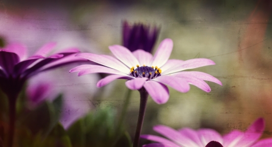 Bild-Nr: 11474069 Bornholm-Margeriten Erstellt von: youhaveadream