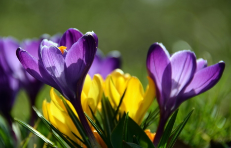 Bild-Nr: 11474326 Krokusse Erstellt von: GUGIGEI