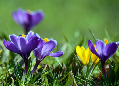 Bild-Nr: 11474378 Frühlingserwachen Erstellt von: GUGIGEI