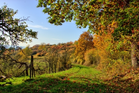 Bild-Nr: 11475351 Grüner Weg in den Herbst Erstellt von: RonNi