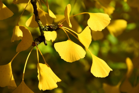 Bild-Nr: 11475631 golden ginkgo Erstellt von: GUGIGEI