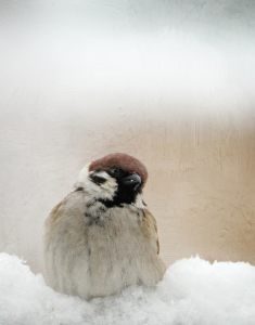 Bild-Nr: 11475879 Sperling im Schnee Erstellt von: Heike Hultsch