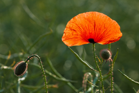 Bild-Nr: 11476964 Mohnblume Erstellt von: Rico Ködder