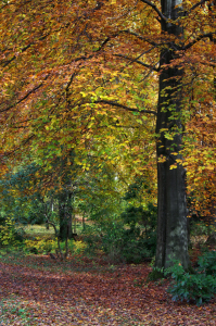 Bild-Nr: 11476986 Herbstbäume  Erstellt von: Angela  Dölling