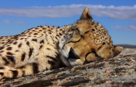 Bild-Nr: 11477058 schlafender Gepard Erstellt von: Metalmaus