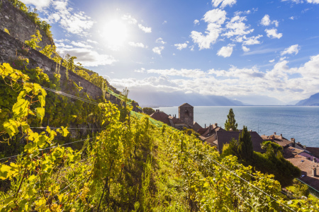 Bild-Nr: 11478556 ST. SAPHORIN IM LAVAUX, GENFER SEE Erstellt von: dieterich