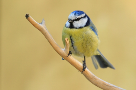 Bild-Nr: 11478850 Blaumeise auf einem Zweig Erstellt von: Uwe Fuchs