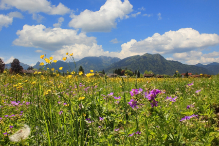 Bild-Nr: 11479079 Blumenwiese im Voralpenland Erstellt von: SusaZoom