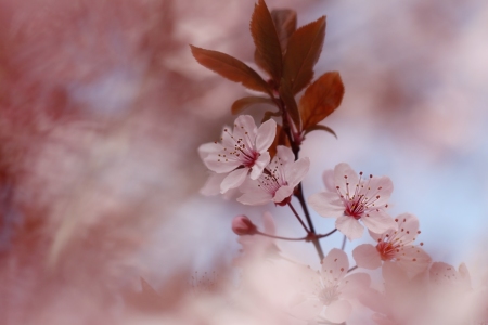 Bild-Nr: 11479668 Zierpflaumenbaum, Kirschpflaume, Prunus cerasifera Erstellt von: Renate Knapp