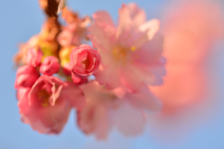 Bild-Nr: 11479759 Zierkirschenblütenknospe Erstellt von: Ostfriese