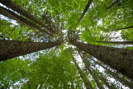 Bild-Nr: 11479945 Urwald in Österreich Erstellt von: grafxart