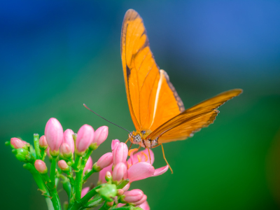 Bild-Nr: 11479950 butterfly Erstellt von: Richard-Young