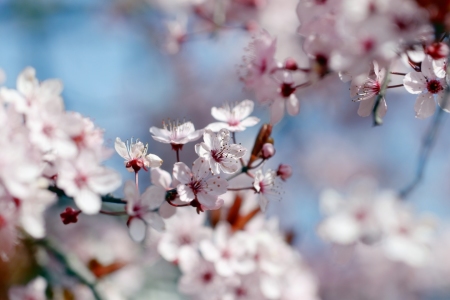 Bild-Nr: 11479959 Zierpflaumenbaum im Frühling Erstellt von: Renate Knapp