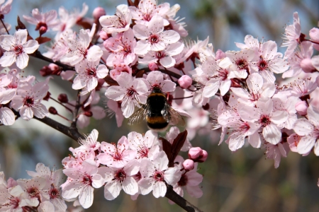 Bild-Nr: 11479963 Zierkirschbaum im Frühling Erstellt von: Renate Knapp