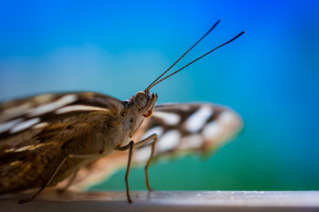 Bild-Nr: 11480408 butterfly Erstellt von: Richard-Young