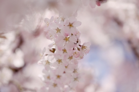 Bild-Nr: 11480567 Japanische Blütenkirsche Prunus serrulata Erstellt von: Renate Knapp