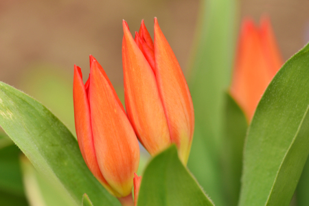 Bild-Nr: 11480581 Tulpenstrauß  Erstellt von: Ostfriese