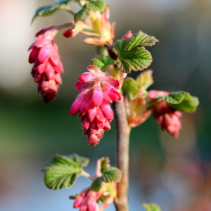 Bild-Nr: 11480781 Frühling Erstellt von: margoscha08