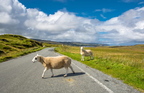 Bild-Nr: 11480974 Schafe auf Straße in Schottland Erstellt von: grafxart