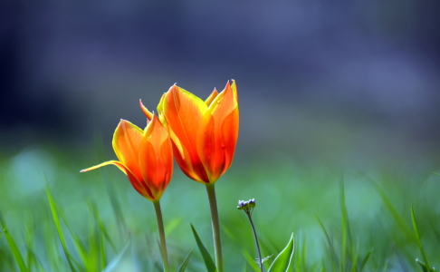 Bild-Nr: 11480983 Tulpen-Duo Erstellt von: GUGIGEI