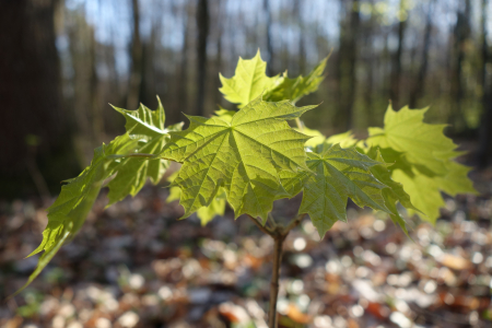 Bild-Nr: 11481193 Frühling im Wald Erstellt von: LiaF