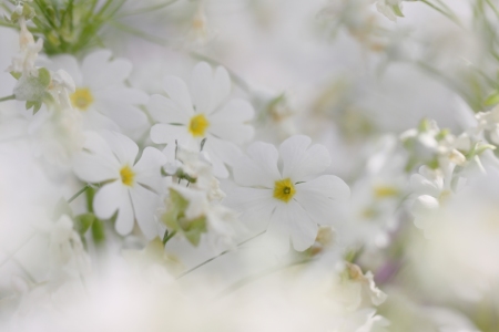 Bild-Nr: 11481825 Flieder-Primel Primula malacoides Erstellt von: Renate Knapp