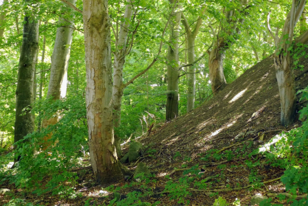 Bild-Nr: 11481868 Unter dem Laubdach des Waldes Erstellt von: Ostfriese