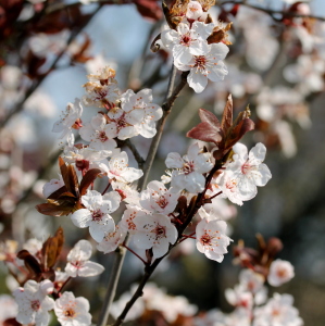 Bild-Nr: 11482092 Frühling Erstellt von: margoscha08