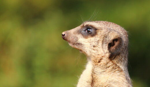 Bild-Nr: 11483194 Erdmännchen Erstellt von: Heike  Hultsch