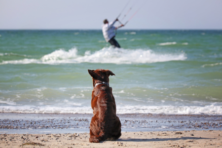 Bild-Nr: 11484055 Kite Dog Erstellt von: FotoDeHRO