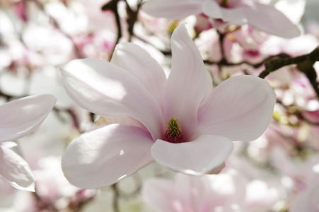 Bild-Nr: 11484726 Duft der Magnolien Blüten Erstellt von: Tanja Riedel