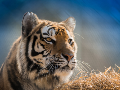 Bild-Nr: 11484954 Panthera tigris altaica Erstellt von: Richard-Young