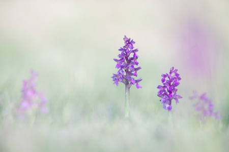 Bild-Nr: 11485437 Anacamptis morio 1 Erstellt von: Henrik Spranz