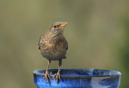 Bild-Nr: 11485469 Amsel Erstellt von: Heike  Hultsch