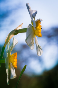 Bild-Nr: 11485804 FRÜHLING Erstellt von: Richard-Young