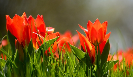 Bild-Nr: 11486022 Tulpen-Wiese Erstellt von: GUGIGEI