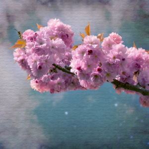 Bild-Nr: 11486073 Cherry Blossom Erstellt von: ARTSHOT