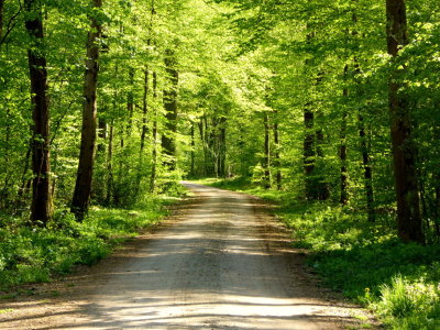 Bild-Nr: 11486083 Waldweg im Frühling Erstellt von: Hundepfoetchen