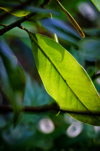 Bild-Nr: 11486173 Magnolienblatt im Licht Erstellt von: Rolf Eschbach