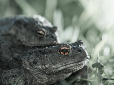 Bild-Nr: 11486233 Bufo bufo - Erdkröte Erstellt von: Richard-Young