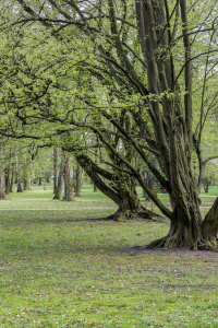 Bild-Nr: 11486529 Im Park Erstellt von: TomKli