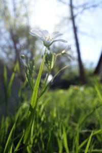 Bild-Nr: 11486553 Stellaria Erstellt von: LiaF