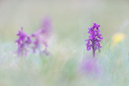 Bild-Nr: 11486919 Orchideenwiese Erstellt von: Henrik Spranz