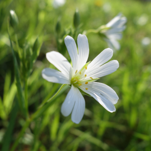 Bild-Nr: 11486952 Stellaria Erstellt von: LiaF