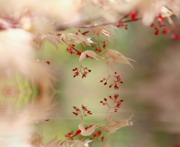 Bild-Nr: 11487316 Fächer-Ahorn, Acer palmatum, Orange Dream,  Erstellt von: Renate Knapp