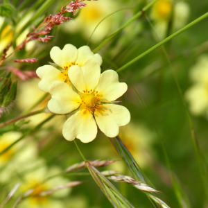 Bild-Nr: 11487684 Wildblumen Erstellt von: Atteloi