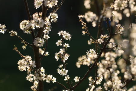 Bild-Nr: 11487820 Schlehdorn Prunus spinosa Erstellt von: Renate Knapp